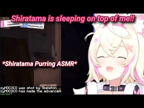 Mococo's Shiratama Purring ASMR