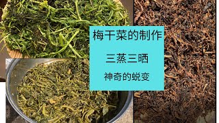 梅干菜的制作（三蒸三晒法）