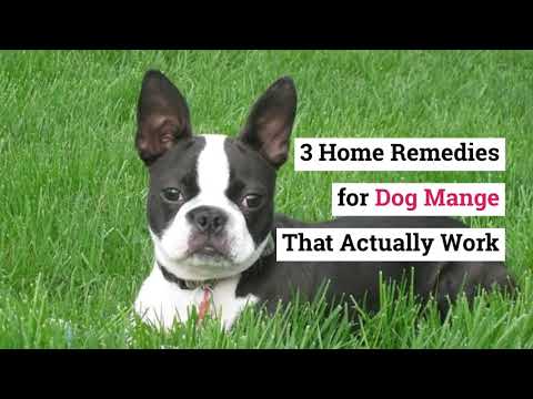 Home Remedies for Dog Mange That WORK