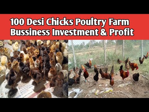 100 Desi Chicks Poultry Farm || Murgi Farm Bussiness Profit || Investment & Profit & Marketing