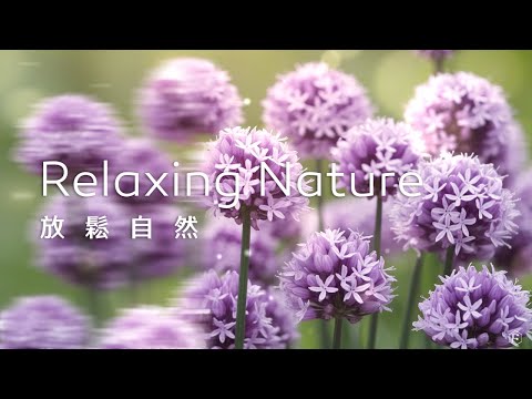 放鬆音樂Relaxing Music｜在自然的懷抱中，感受花朵的芬芳，讓心靈重新回歸柔和與安穩