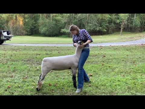 2020 4-H Farm Credit Virtual Showmanship Circuit Show #5 Sheep Video Of The Week Erin Burns