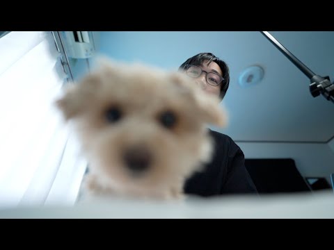 Dogs challenging ASMR