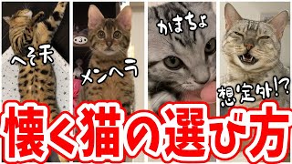 【保存版】失敗しないベンガル子猫選びのポイント【ベンガル猫暮らし先輩達の情報まとめ】