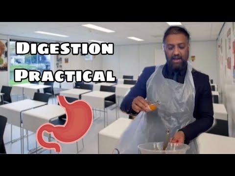 Digestion Practical