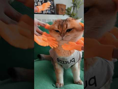 small hands #cats #catshorts #catvideos #catlovers #cute