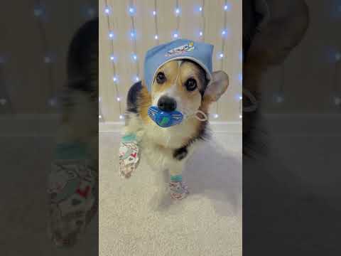 МАМА: КОГДА ЖЕ ВЫ УЖЕ ЗАВЕДЕТЕ ДЕТЕЙ? #dog #funny #funnyvideo #humor #pet