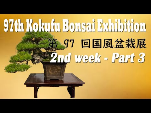 97th KOKUFU BONSAI EXHIBITION 2023 /02/15~18 2nd week. 第97回国風盆栽展（後期）PART.3