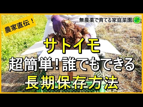 【里芋栽培】畑でも家でも保存可能！失敗しない長期保存方法【有機農家直伝！無農薬で育てる家庭菜園】　24/11/7