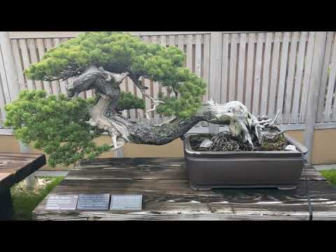 Omiya Bonsai Art Museum - さいたま市大宮盆栽美術館 - 2021 September (part 2).