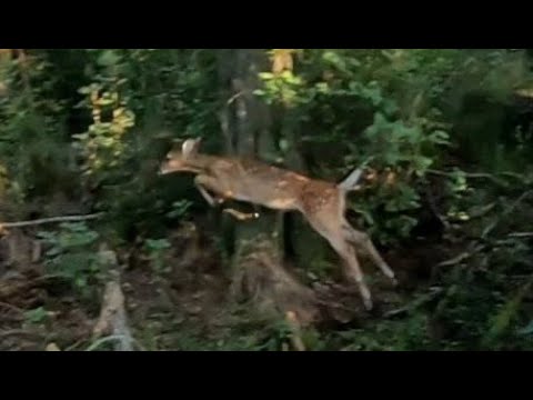 SC Deer Dog Drives 8/26/2023: Brock almost gets run over!