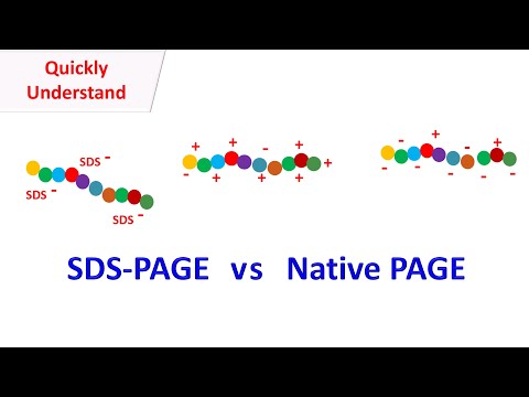 SDS PAGE vs Native PAGE