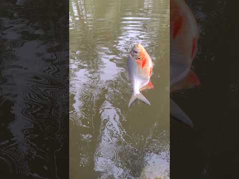 Japani Rupchand Fish || very sweet fishing #fishing #reels