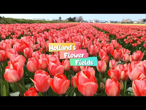 HOLLAND'S TULIP  FIELDS