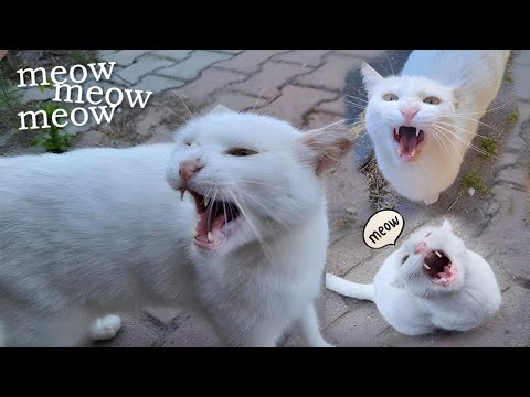 Angry Cat Meowing Loudly - Angry Cat Sounds - Cat Sound