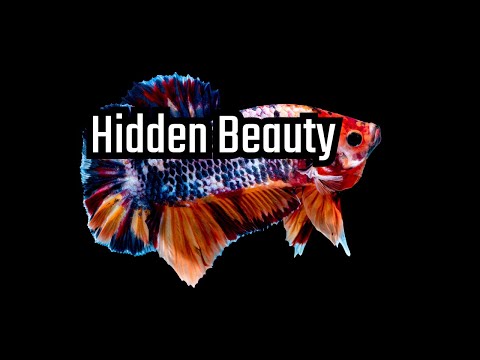 Koi Bettas: The Most Beautiful Fish You've Never Heard Of