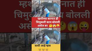 status #reels #shetkari #farming #ytshorts #motivational #inspiration #Dharashivkar shetkari raja