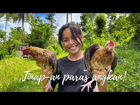 Native Chicken for Lunch, Filling the stomach who just gave birth "Tinola , Tinap-an" Bohol