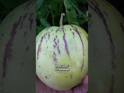 Tasty Melon That Keeps Growing Year After Year!