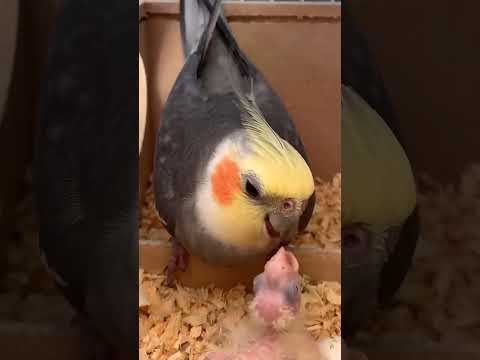 cocktail Baby female feeding 3 day #youtubeshorts #shortvideo #cocktail #birds #baby #feeding