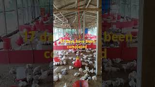 #chicken #chicksgrowthdaybyday #birds #chickenfarming #poultrydays #17thdays