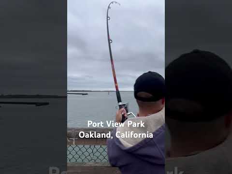 Fishing Port View Park in Oakland California! #oakland #california #bayarea #fishing #fish #fun