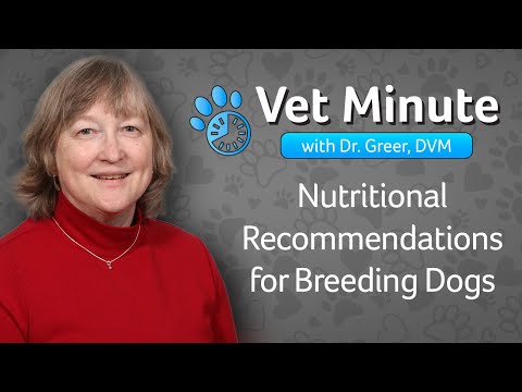 Vet Minute: Nutritional Recommendations for Breeding Dogs