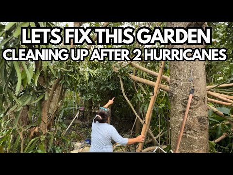 Family Cleanup Day: Restoring Our Hurricane-Damaged Tampa Garden