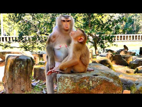 What's wrong to Tiny Monkey LEO..? Sister Rainbow tries to Push LEO away from Mom Libby.