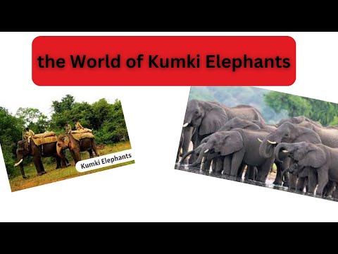 The Majestic Mates Unveiling the World of Kumki Elephant