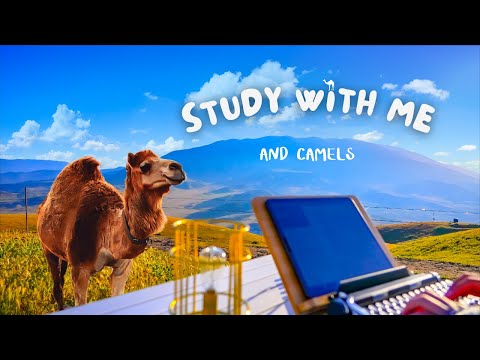 🐪 Camel Ranch Magic: Study With Me | Lofi Focus Music 🎶 Maximize Productivity&Success✨50/10 Pomodoro