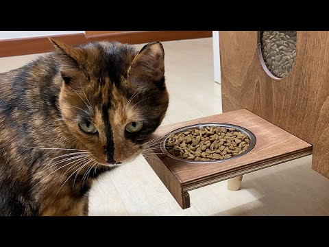 I gave the cat a gift. / WoodworkingDIY