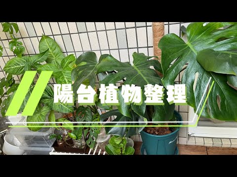 陽台角落整理｜陽台小改造  #植物收納空間設計 #龜背芋 #觀葉植物 #植物層架 #植物 #有植物的日常🍀 #植感生活🌿🌱 #My_life_in_plants🪴