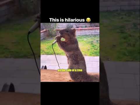 #saxophone #funnyanimals #funnyanimalclips #funnyanimalmoments