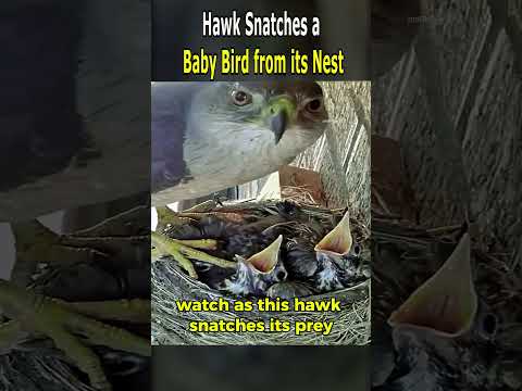 Hawk Snatches a Baby Bird from its Nest