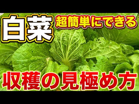 【白菜栽培】簡単にできる収穫の見極め方！とり遅れると固くなってしまいます！