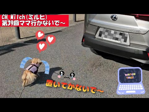 第39回ママ行かないで～ #カニンヘンダックス  #ダックスフンド  #子犬  #ミニチュアダックス  #犬のいる暮らし #ペット動画  #cutedog #dog #dachshund