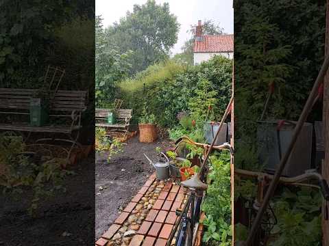 I planted my roses just in the nick of time.The front garden is really beginning to take shape now☺️