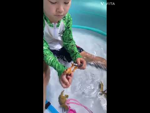 夏休み　ビニールプールでジュラシックパーク遊び🦕　モササウルス　プテラノドン　インドミナスレックス　アニア