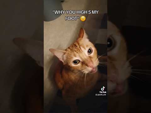 the look he gave me 🤣#cats #meme  #igomeow #cat #catmeme #funnycat #lol #lmao