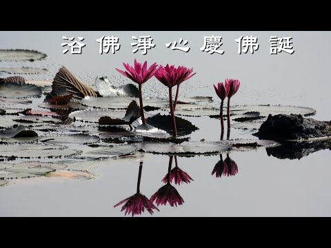 浴佛偈 - 浴佛淨心慶佛誕，五月各寺院都有舉辦浴佛，防疫期間可網路觀想浴佛喔 !  或可於線上雲端浴佛，網址如下所列