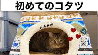 猫用コタツをプレゼントしました！