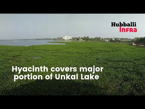 Water Hyacinth accumulates major portion of Unkal Lake