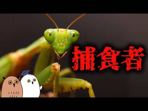 Predation and Cannibalism of Praying Mantises [Evolutionary Biology/Science/Sex Education]