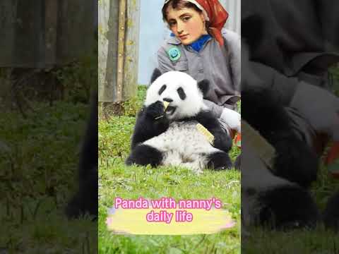 パンダと乳母の日常
Panda with nanny’s daily life