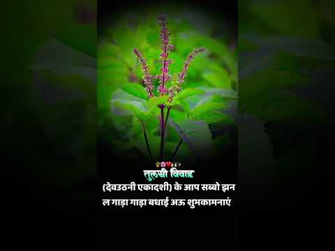 ekadashi tulsi vivah status video ekadashi tulsi vivah song #cgshorts गौरी गौरा विसर्जन स्टेट विडियो