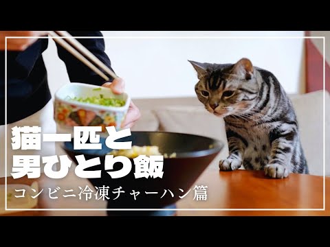 妻不在につき、愛猫に見守られながらコンビニの冷凍チャーハンをかきこむ【猫一匹と男ひとり飯】