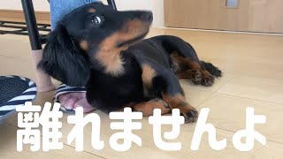 我が家のストーカー犬をご紹介します【ミニチュアダックスフンド】