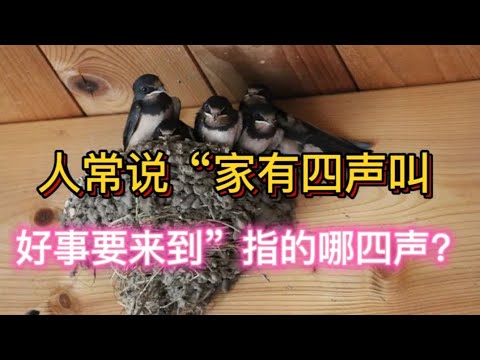 人常说“家有四声叫，好事要来到”，指的哪四声？