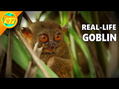 Philippine Tarsier: The World's Weirdest Primate